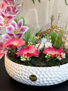 Orchid Elegance